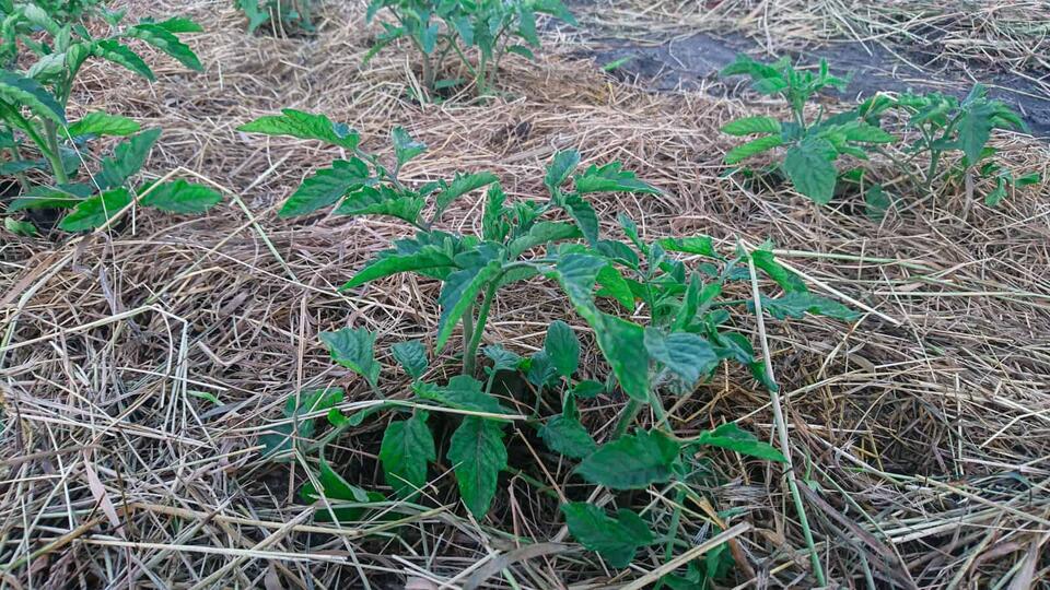 Mulch or Cover Crops: What Your Empty Vegetable Beds Need This Winter ...