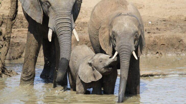Brave Elephant Mom Rushes to Save Baby From Rising Floodwaters - NewsBreak