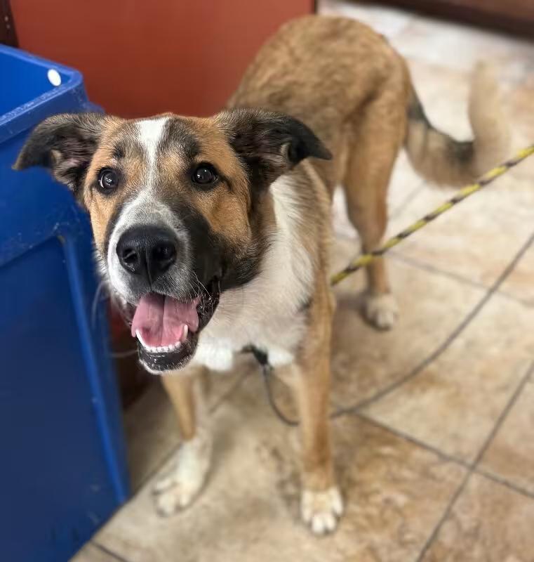 🐶 Playful & Loving Dogs Ready for Adoption in Cincinnati - NewsBreak