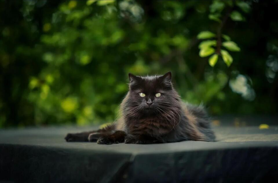 Rabies Vaccine Requirements for Cats in Missouri: What the Law Actually ...