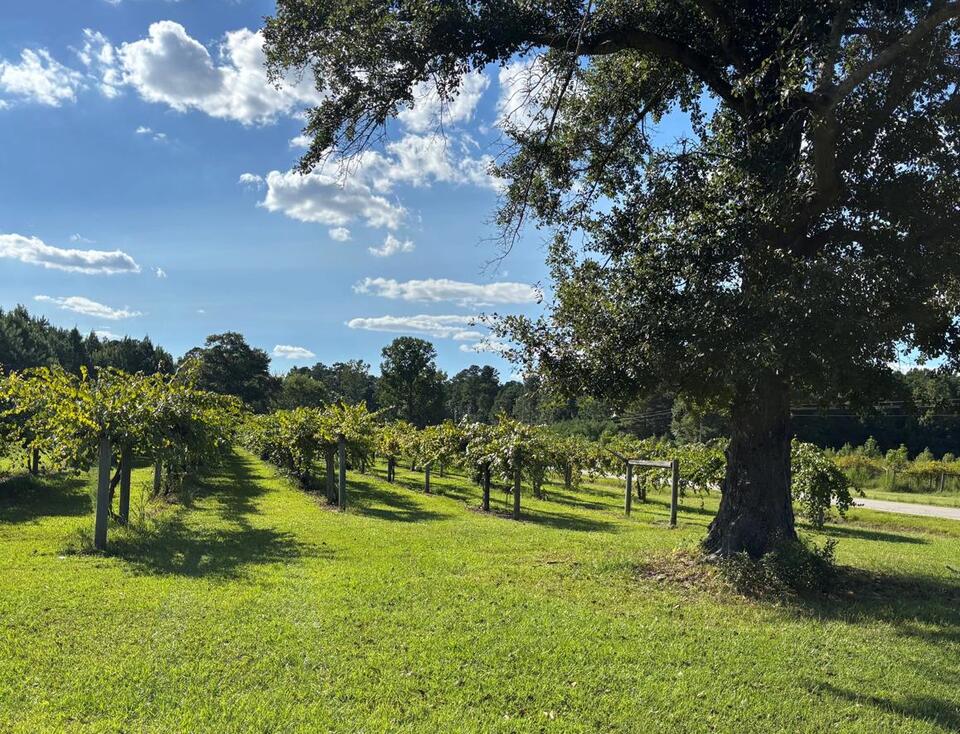 Growing and grapes: After 50 years, this Burgaw vineyard looks to the ...