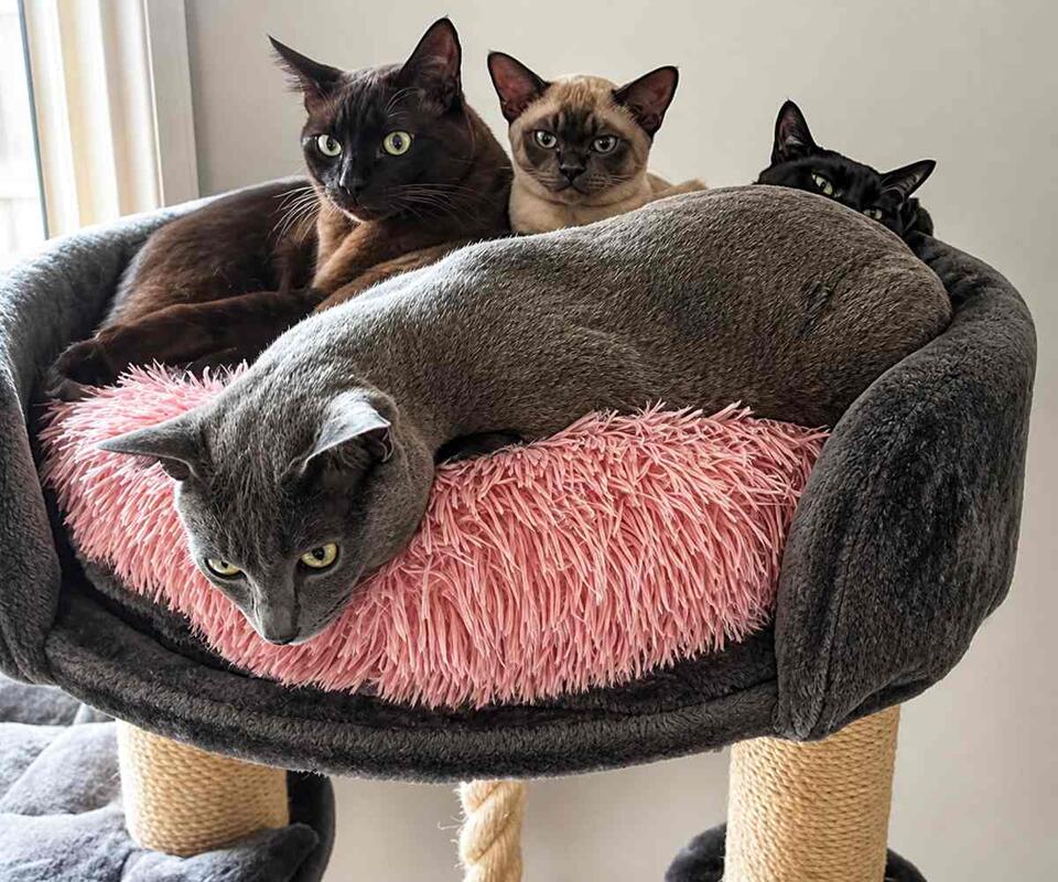 Why Does My Cat Eat Socks and Underwear? 9 Reasons Explained - NewsBreak