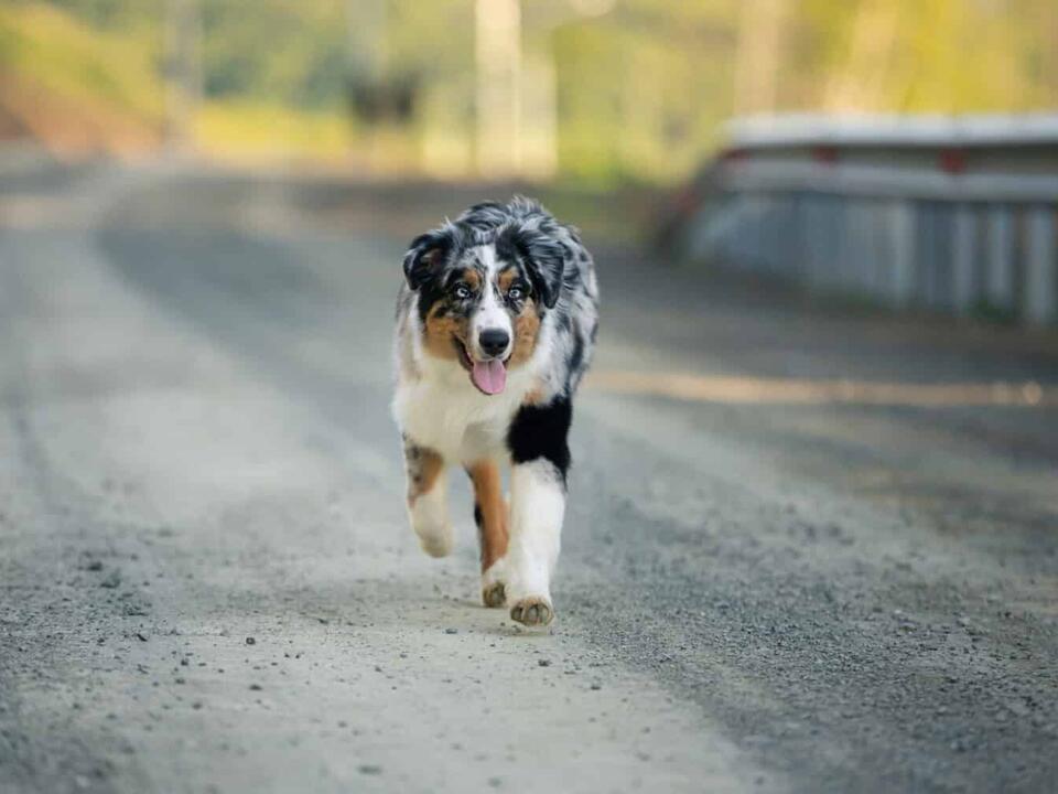 Australian Shepherd Exercise Energy Level and How Much Activity