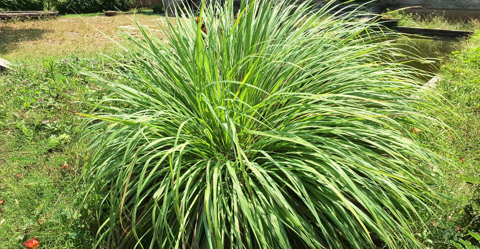 10 Mosquito-Repelling Plants California Homeowners Can Grow Near Patios ...
