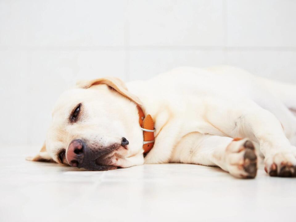 FDA extends expiration date for solution to induce vomiting in dogs