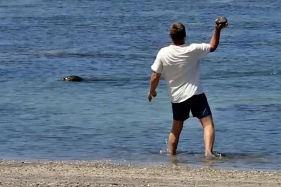 Lawyer says tourist accused of hurling rock at Hawaiian monk seal has ...