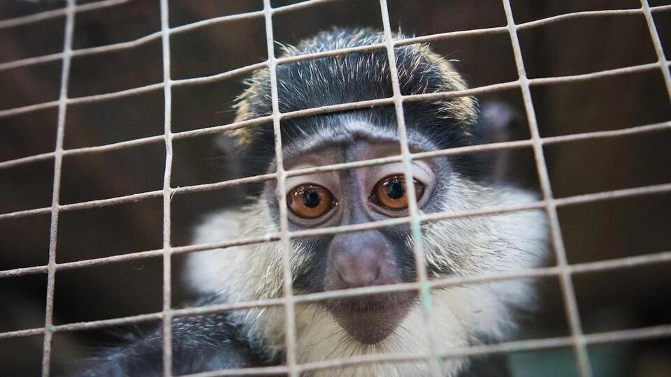 Thousands of Endangered Species Are Being Sold on Facebook, TikTok, And EBay