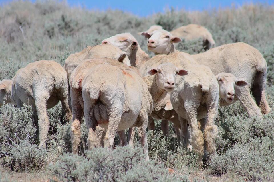 A heap of sheep