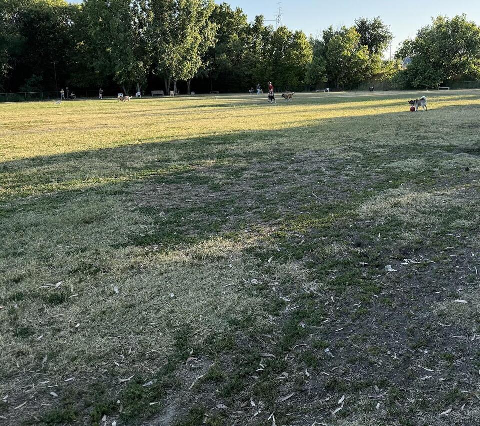 How to help your Northeast Ohio lawn recover from summer heat