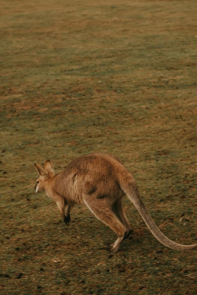 6 Saber-Toothed Predators That Hunted in Packs - NewsBreak