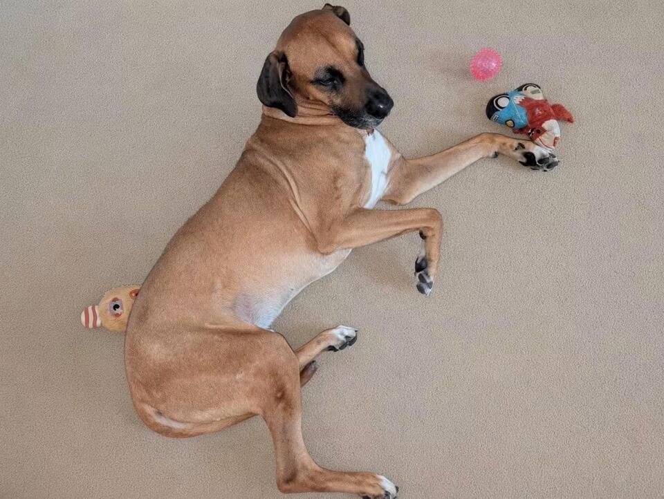 🐶 Playful, Gentle & Loyal Dogs Ready for Adoption in Norfolk - NewsBreak