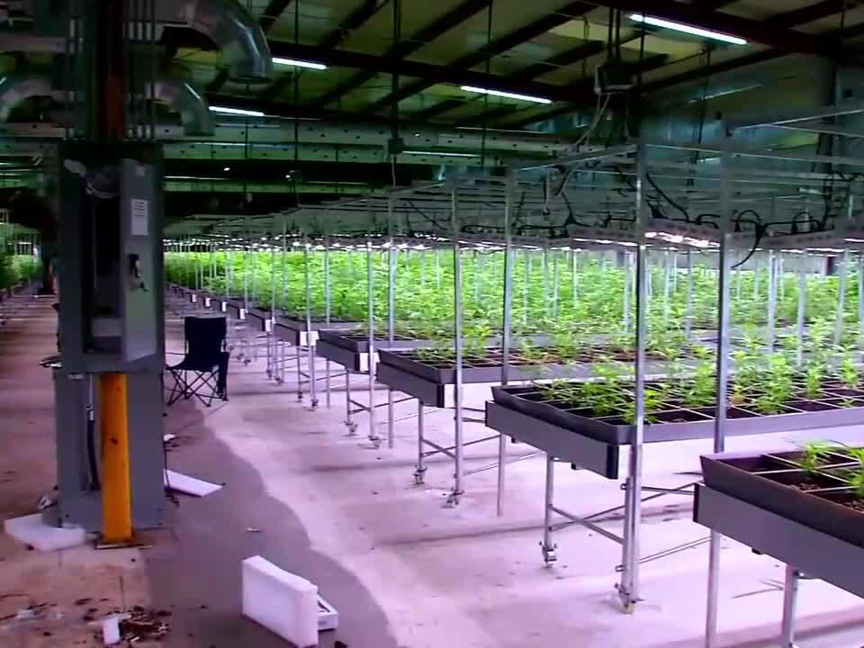 Oklahoma Cannabis Processor Faces License Threat Amid Controversy Over