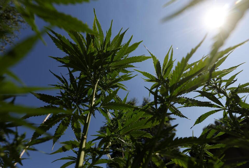 New York Times editorial board calls for guardrails for marijuana after ...