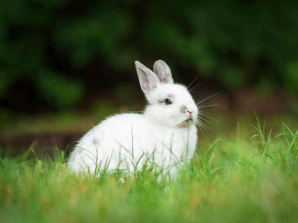 Rabbit Hunting Season in Delaware: Dates, Limits, and Rules - NewsBreak