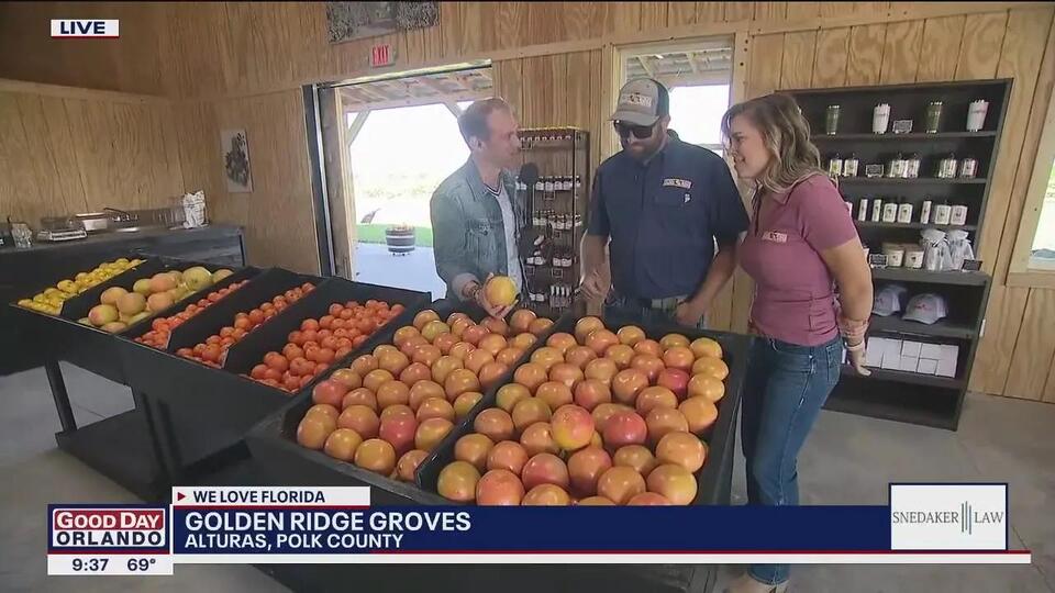 Indoor U-Pick orange grove opening in Polk County - NewsBreak