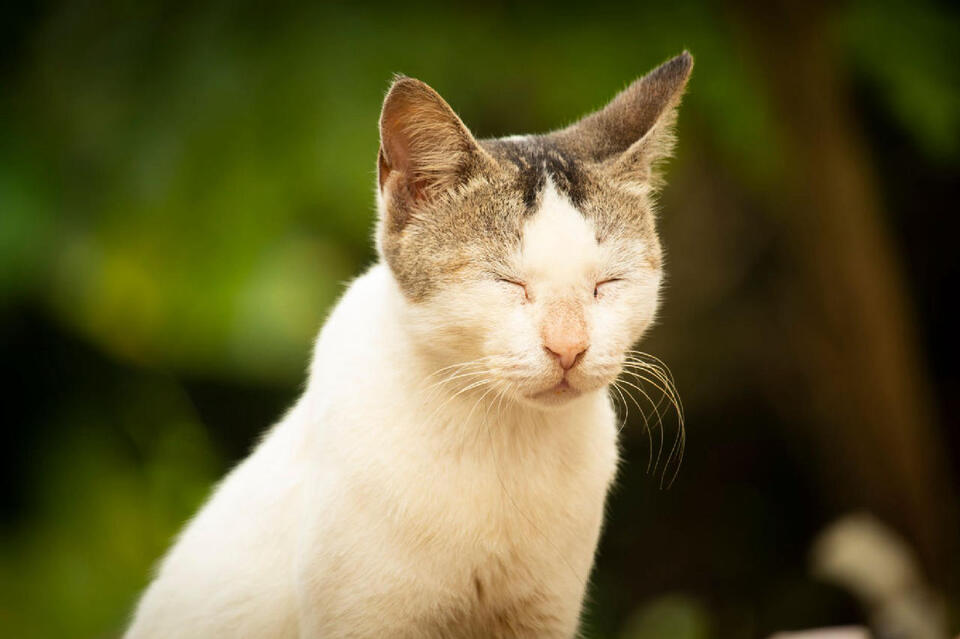 22 Things a Cat Communicates Entirely Through Its Eyes - NewsBreak