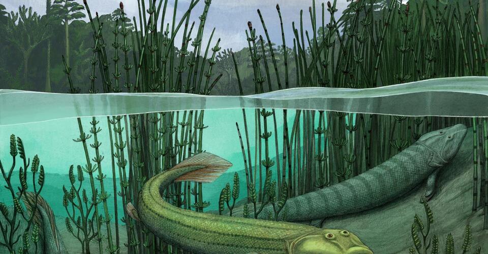 This Fish Evolved To Walk On Land — Then Said 'nope' And Went Back To The Water TrendRadars