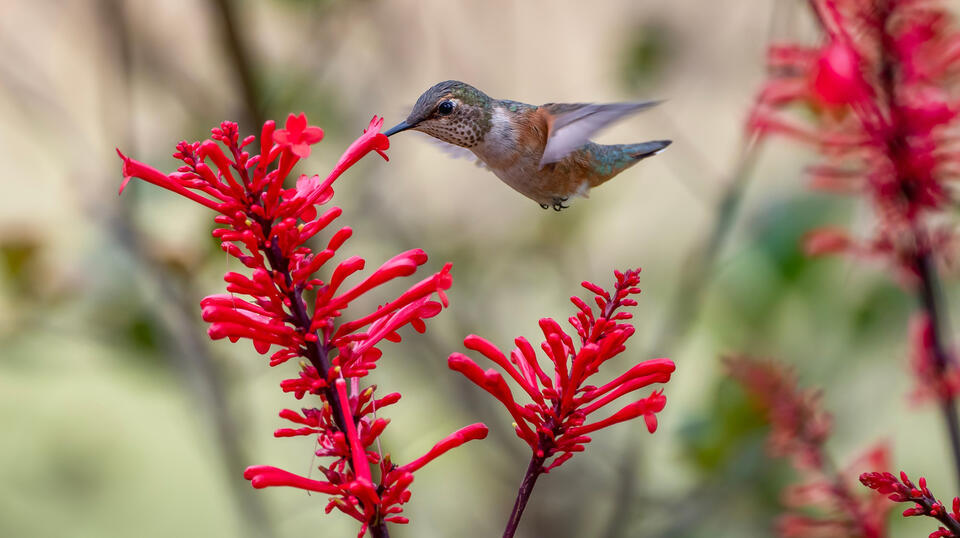 The Late Summer Flower That Can Still Attract Hummingbirds In September ...