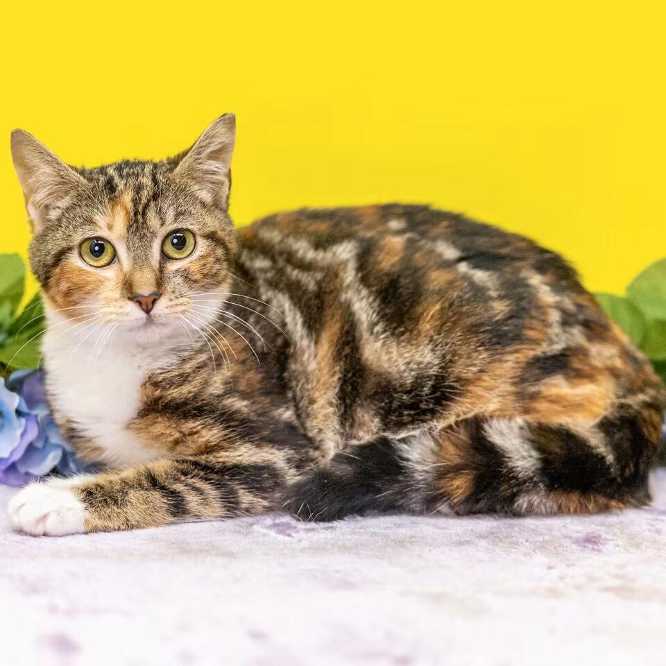 🐱 Playful & Sweet Cats Ready for Adoption in Durham, NC - NewsBreak
