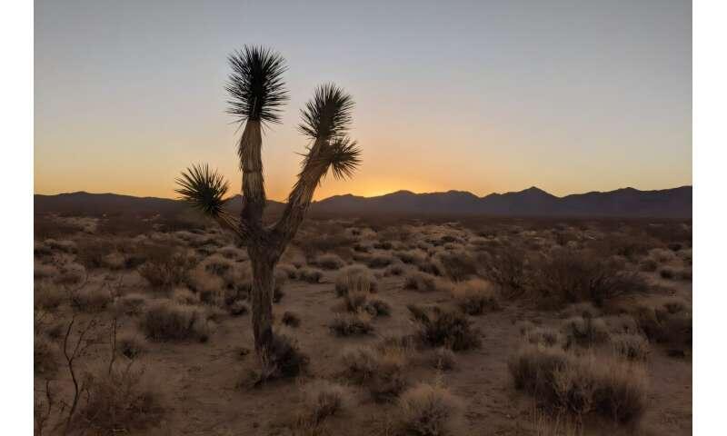 Joshua trees face climate threat despite heat adaptation, study finds ...