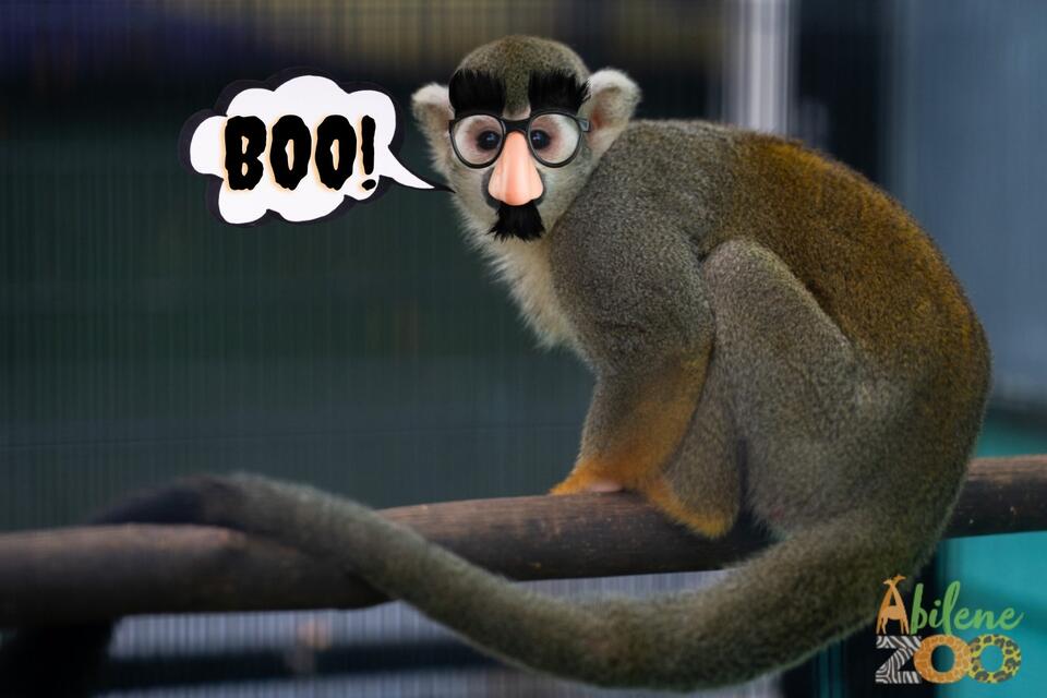 Abilene Zoo Transforms Into A Fall Festival For Boo At The Zoo, Running ...
