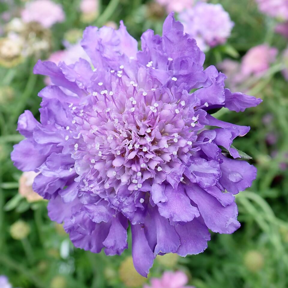 The Only Flower Thriving on My Morning Walk Was This Cute Purple Perennial – Here's Why It Loves Hot Summers
