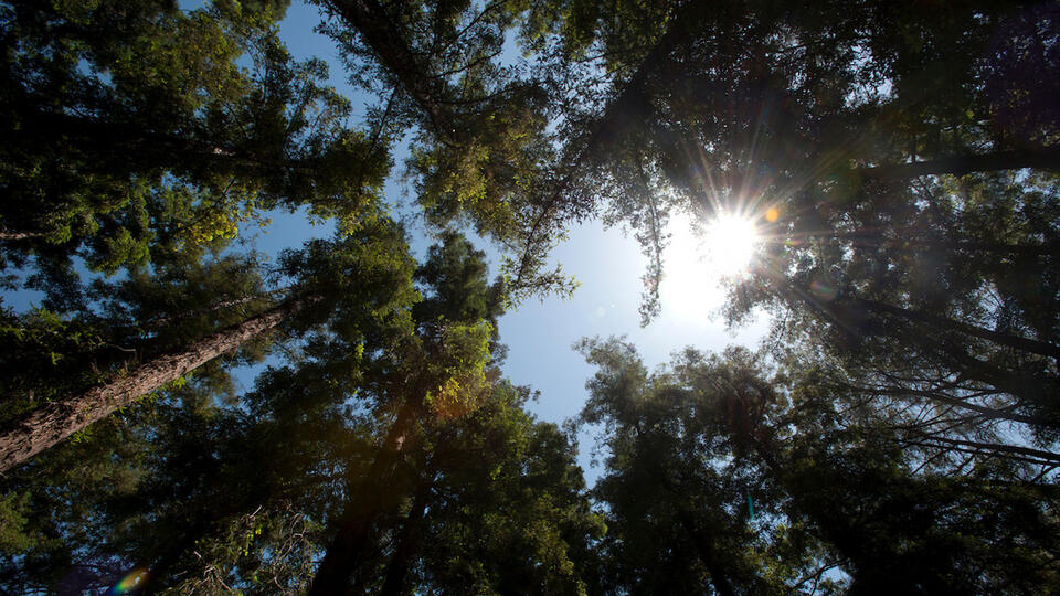 When climate change brings the heat, what happens to a mighty redwood ...