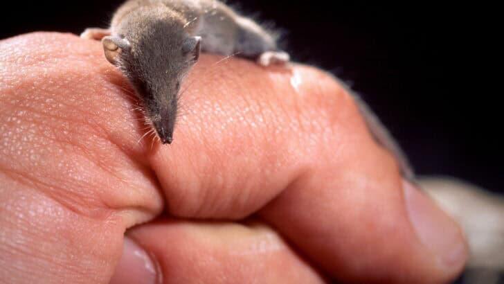 Could the World’s Smallest Mammal Fit on Your Fingertip? - NewsBreak