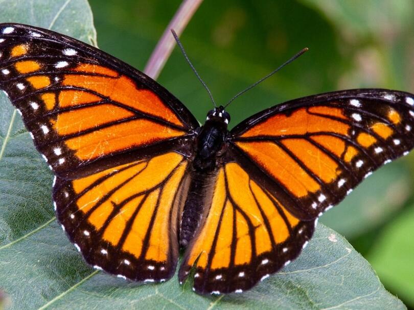 Butterflies LIVE! at Lewis Ginter Botanical Garden in Richmond