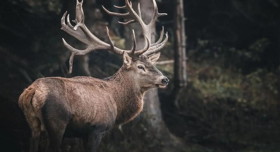 Local Deer Hunt Applications Now Open
