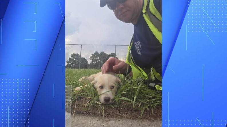 Puppies rescued from hidden void under sidewalk in Houston, Texas