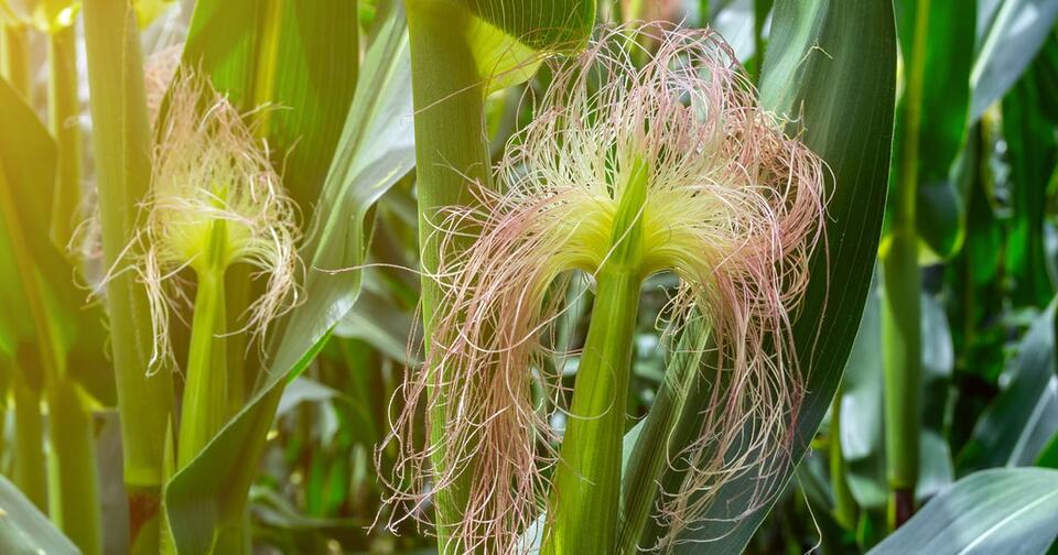 Crop progress: Corn quality continues to tilt lower