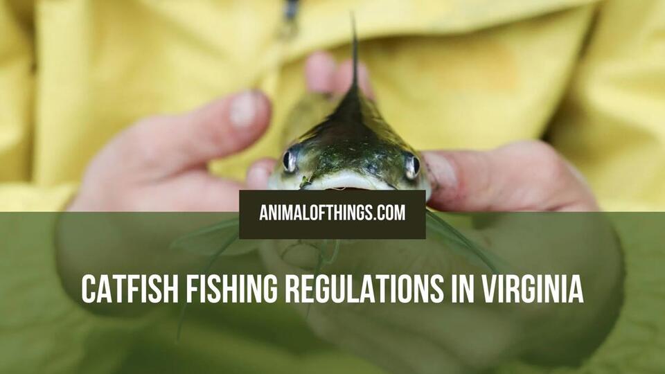 Catfish Fishing Regulations in Virginia: Seasons, Limits, and Rules ...