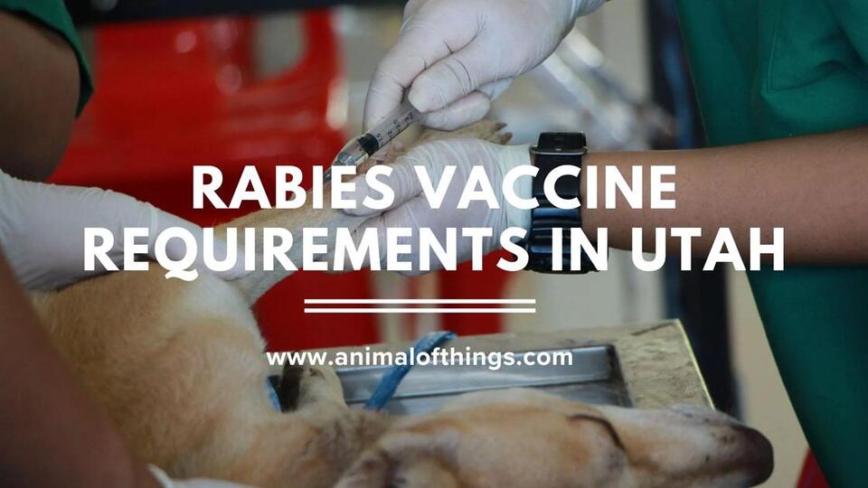Rabies Vaccine Requirements in Utah: What Pet Owners Need to Know ...