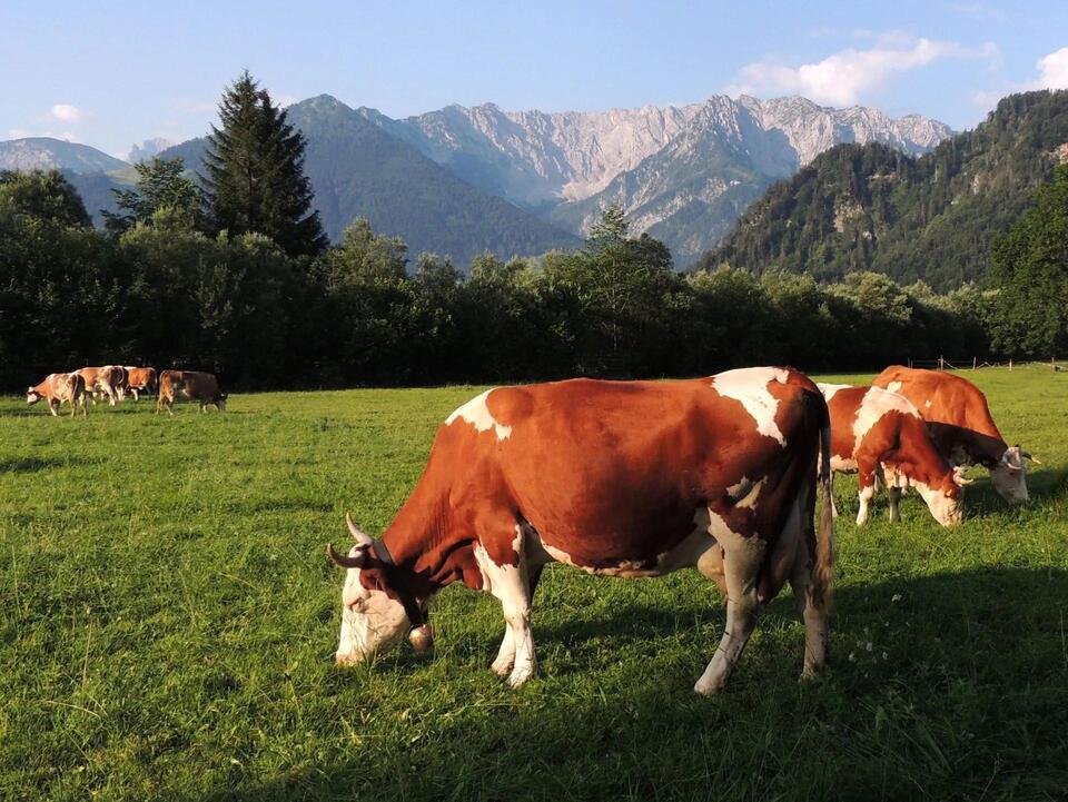 Livestock Disease Reporting in Kentucky: Rules Every Producer Must Know