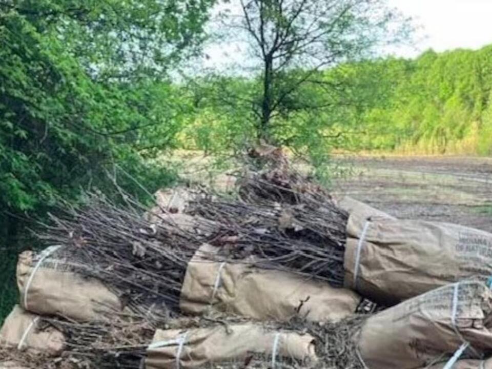 6K trees being planted in Pike State Forest, part of 1 million in Ind.