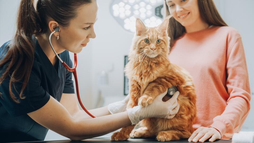 Vet Tech Shows off a ‘Real’ Maine Coon Who's Bigger Than Anyone