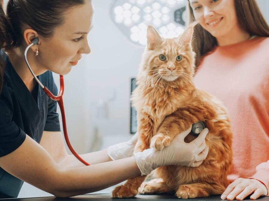 Vet Tech Shows off a ‘Real’ Maine Coon Who's Bigger Than Anyone Imagined