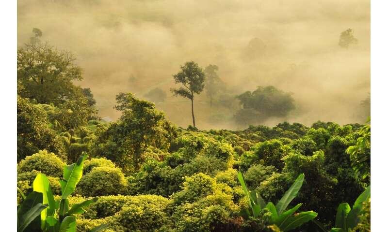 Intensifying droughts may be pushing tropical forests toward a dangerous threshold
