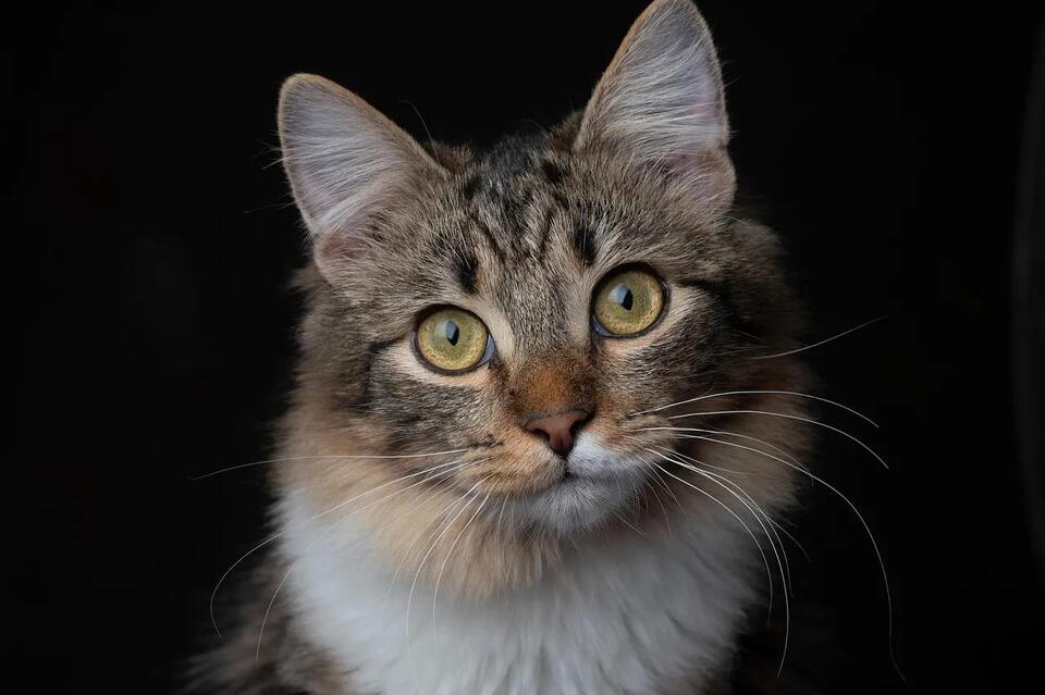 Rabies Vaccine Requirements for Cats in New York: What the Law Requires ...
