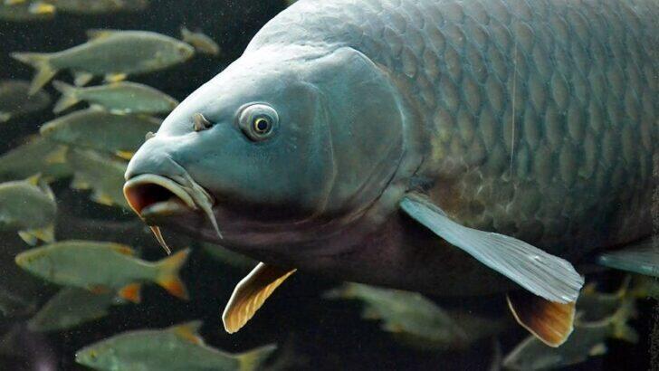 The Strange Fish Turning Up in Lakes Across the Midwest - NewsBreak