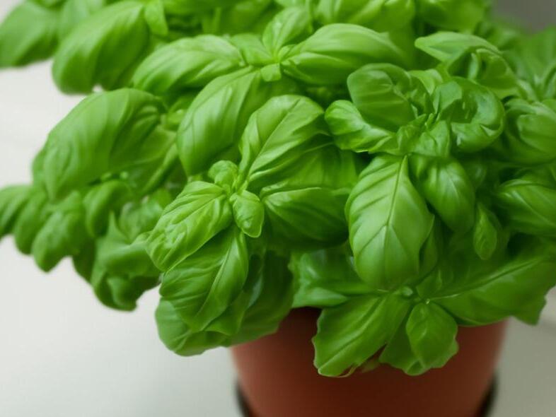 Overwintering Outdoor Plants A Guide to Protecting and Thriving Indoors