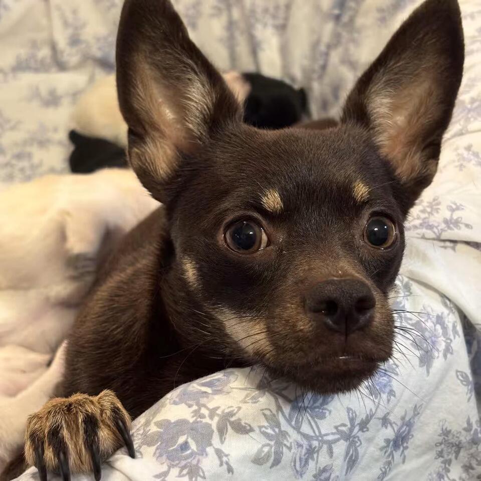 🐶 Gentle Chihuahuas & a Boxer Mix Ready for Adoption in Brookhaven ...