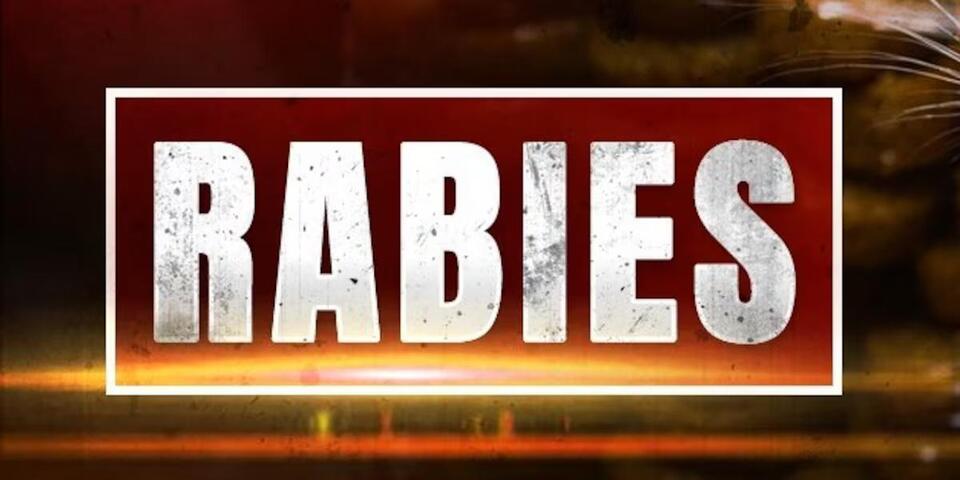 Fox tests positive for rabies in Screven County - NewsBreak