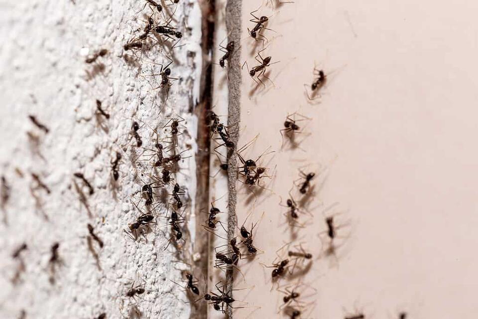 How to Get Rid of Ants in the House: Dealing with an Ant Infestation ...