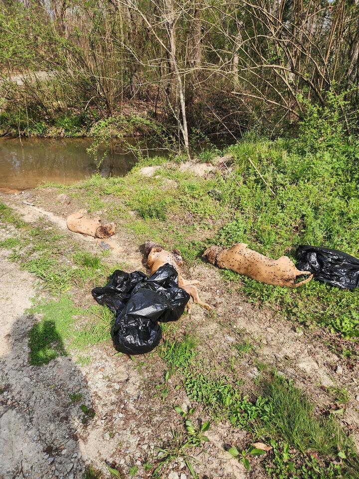 URGENT: PUBLIC ASSISTANCE NEEDED TO LOCATE PERSON WHO LEFT 3 DEAD DOGS ...