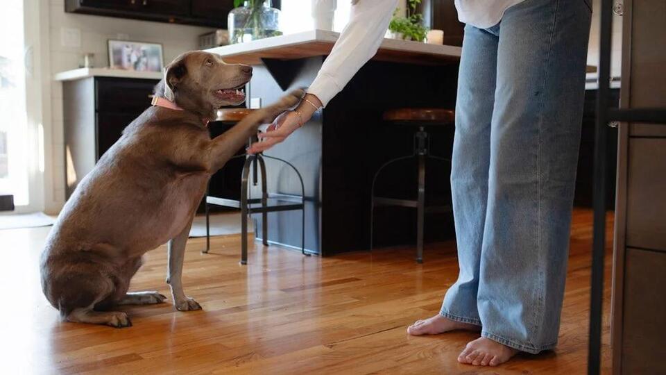Is Your Dog Secretly a Genius? Look for These Clever Clues in Their ...
