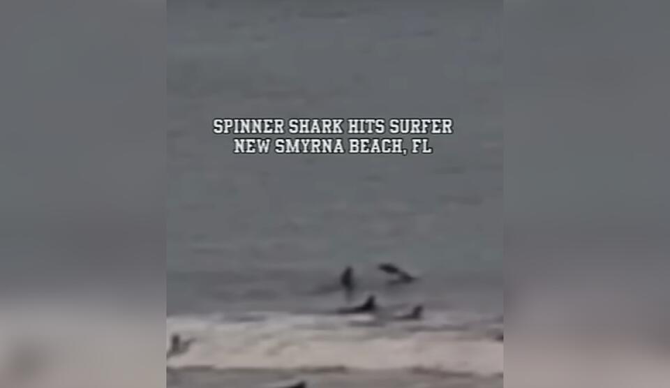 Florida Man Has Most ‘Florida Man’ Shark Encounter Ever Caught On ...