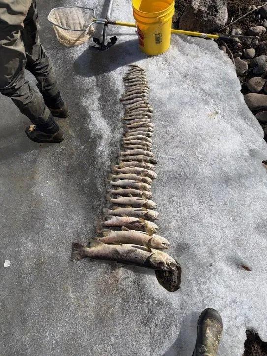 ‘Large-scale fish kill’ on the Rio Grande - NewsBreak