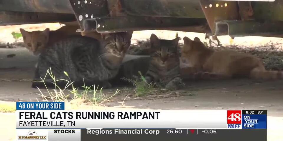Feral cats running rampant in Lincoln County - NewsBreak